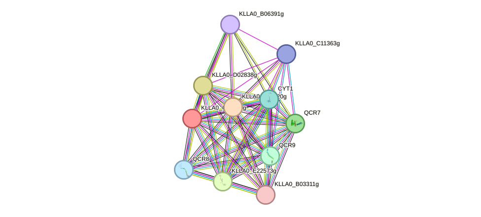 STRING protein interaction network