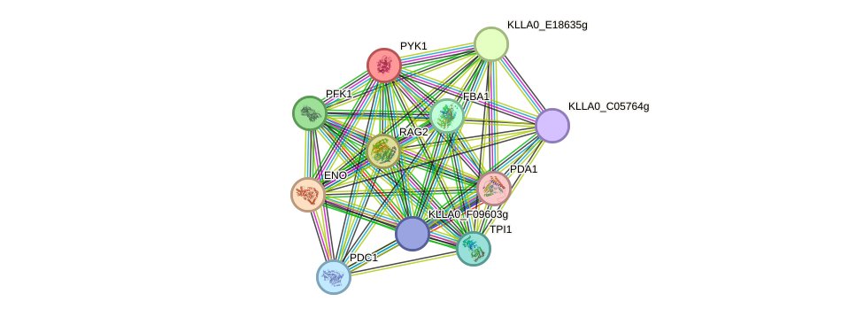 STRING protein interaction network