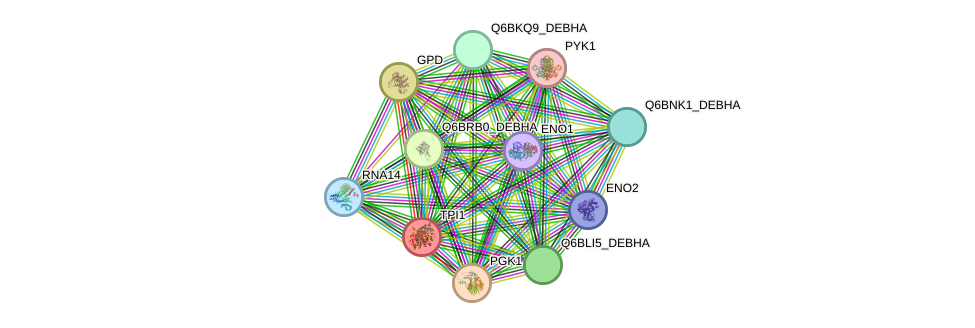 STRING protein interaction network