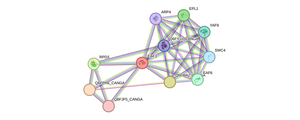 STRING protein interaction network