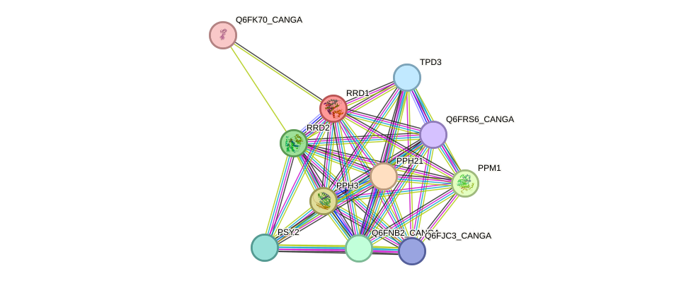 STRING protein interaction network