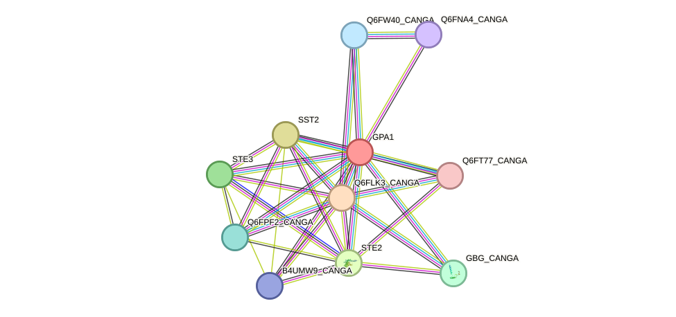 STRING protein interaction network