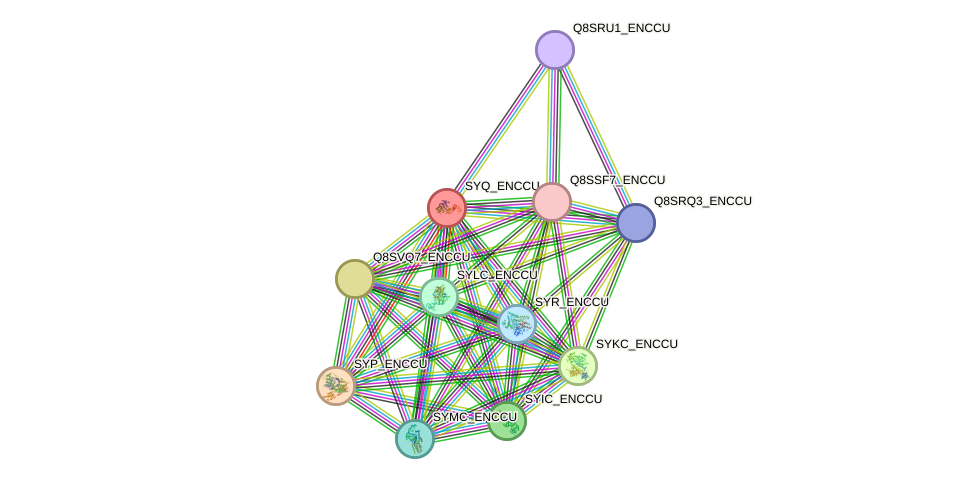 STRING protein interaction network