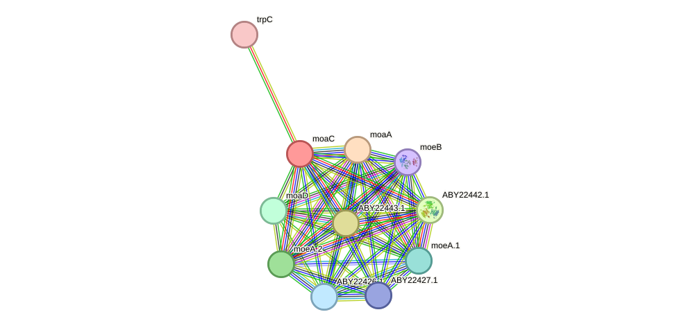 STRING protein interaction network