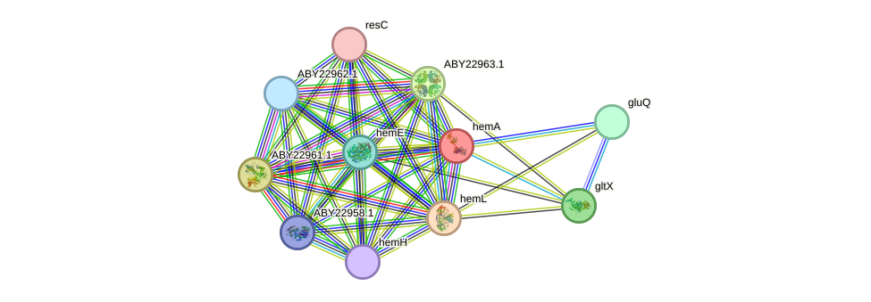 STRING protein interaction network