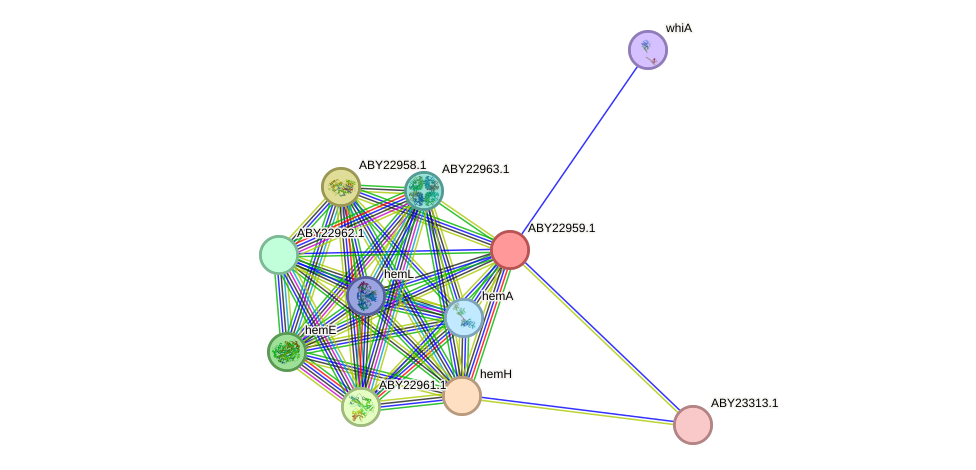 STRING protein interaction network