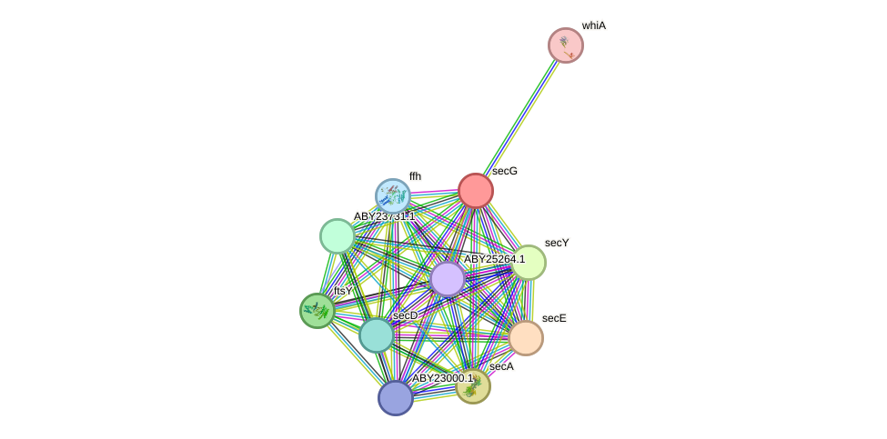 STRING protein interaction network