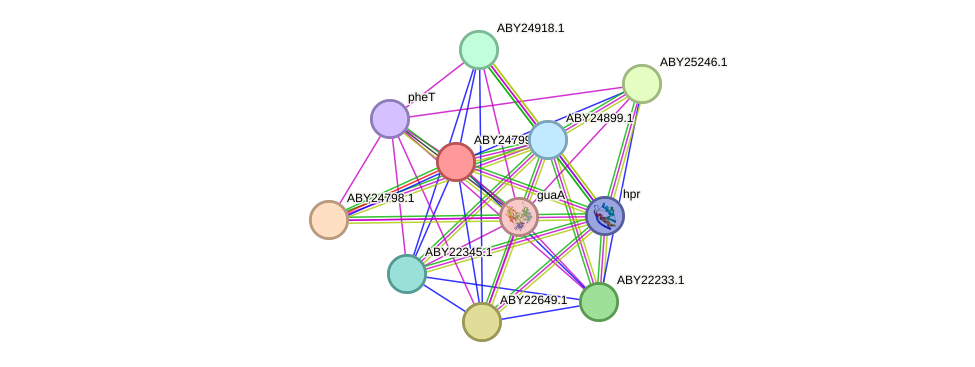 STRING protein interaction network