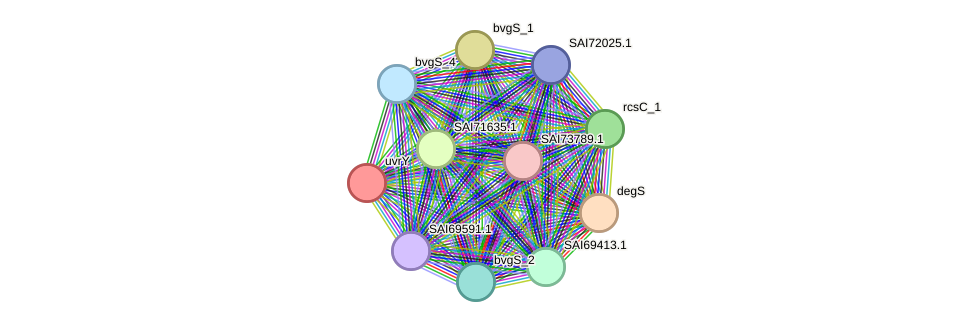 STRING protein interaction network