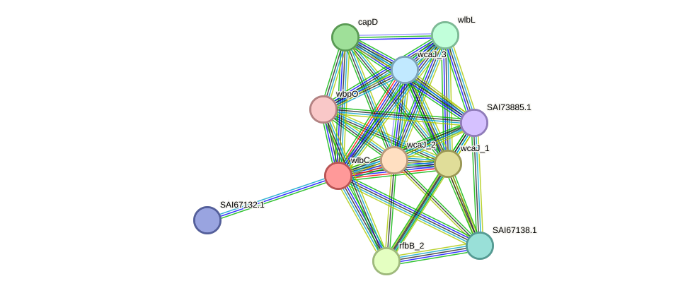 STRING protein interaction network