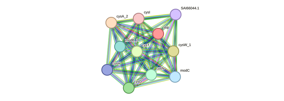 STRING protein interaction network