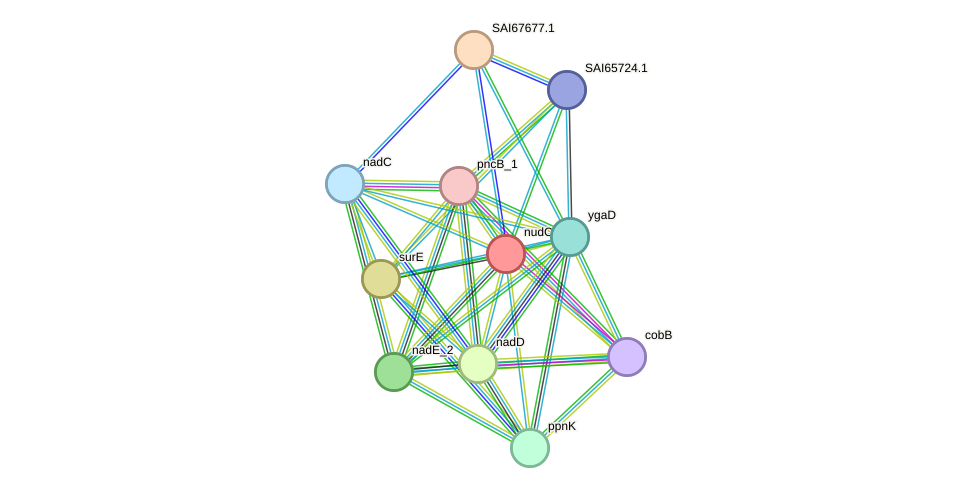 STRING protein interaction network