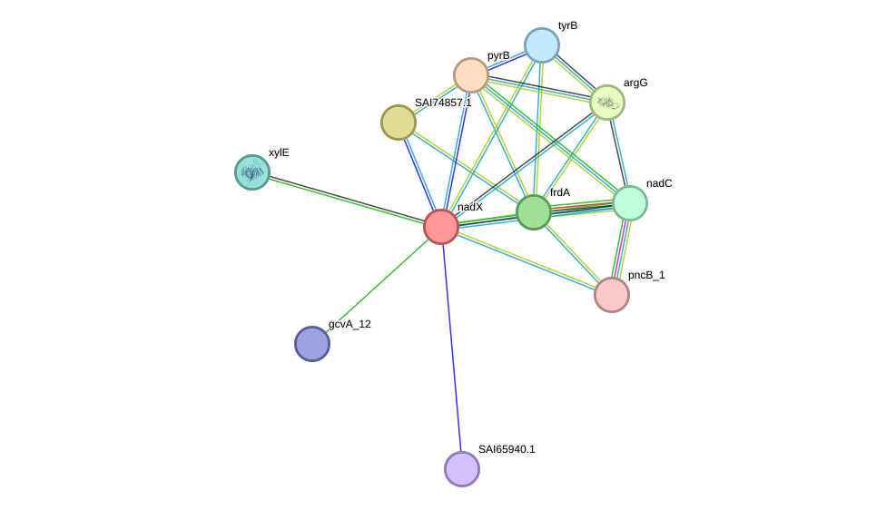 STRING protein interaction network