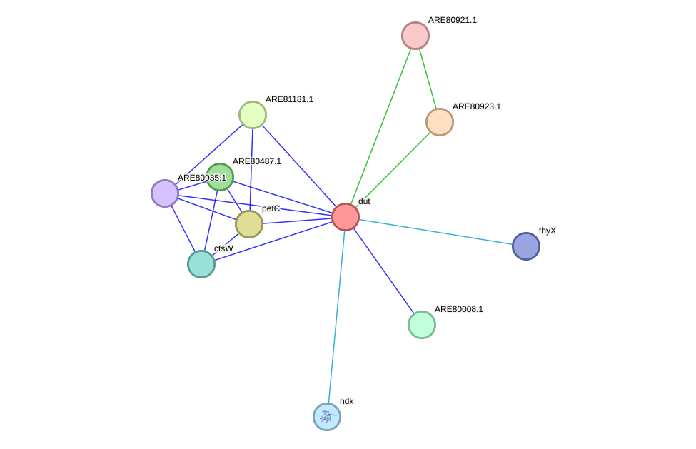 STRING protein interaction network