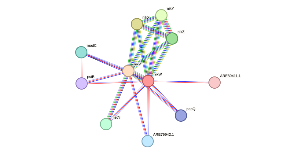 STRING protein interaction network