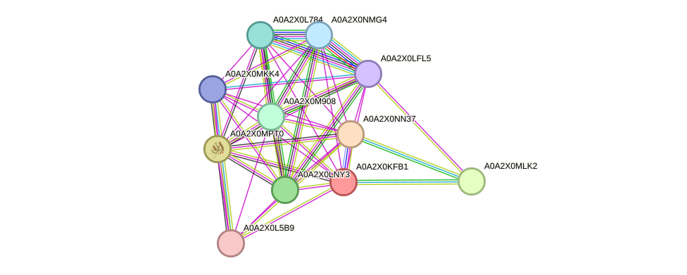 STRING protein interaction network