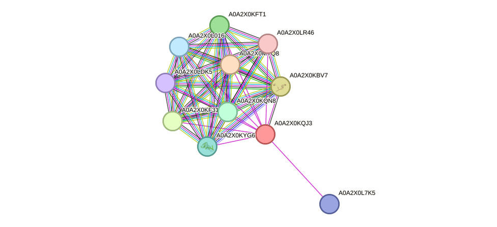 STRING protein interaction network