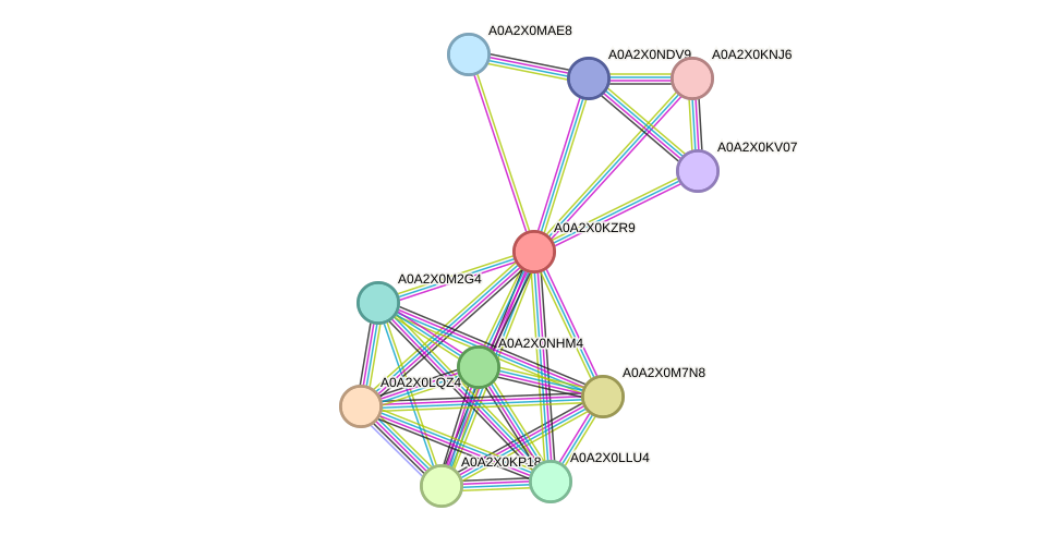 STRING protein interaction network