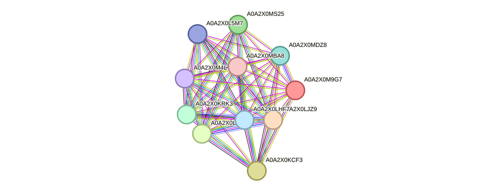 STRING protein interaction network