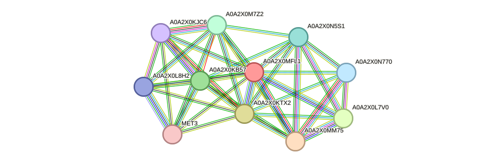 STRING protein interaction network