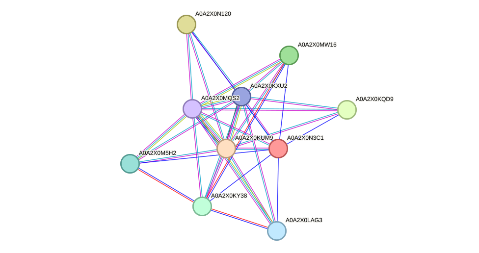 STRING protein interaction network