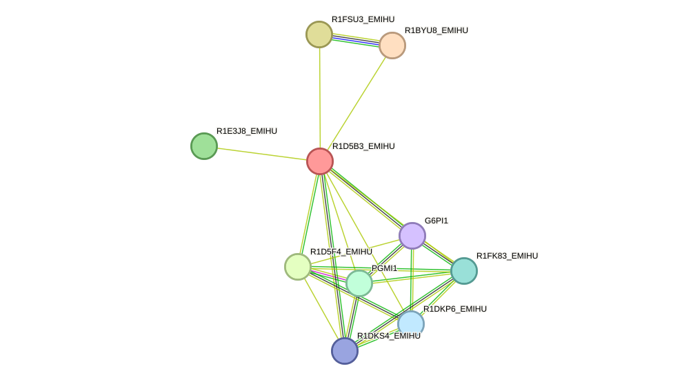 STRING protein interaction network