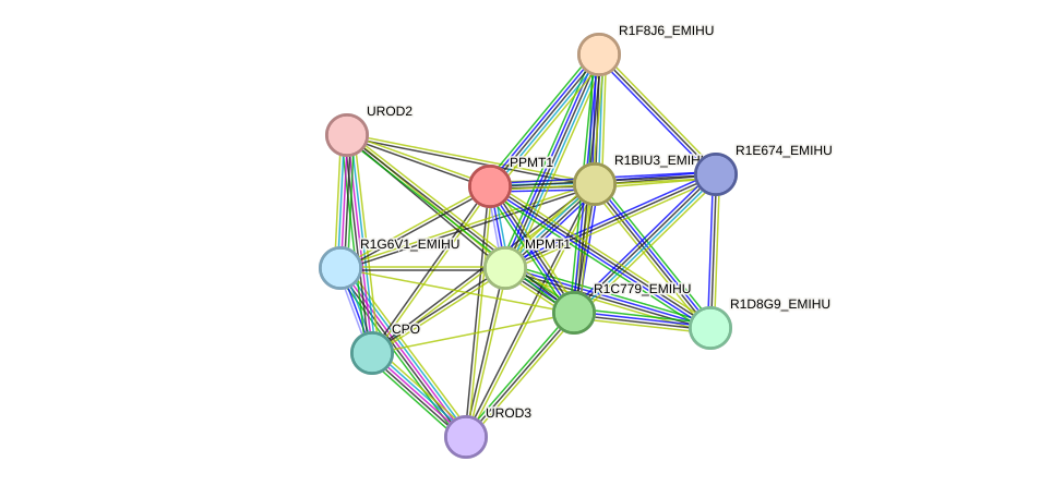 STRING protein interaction network