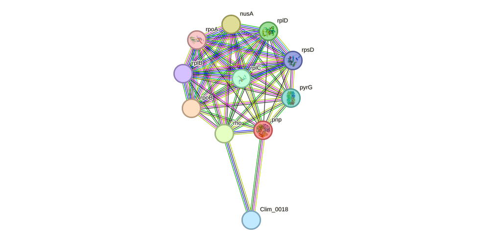 STRING protein interaction network