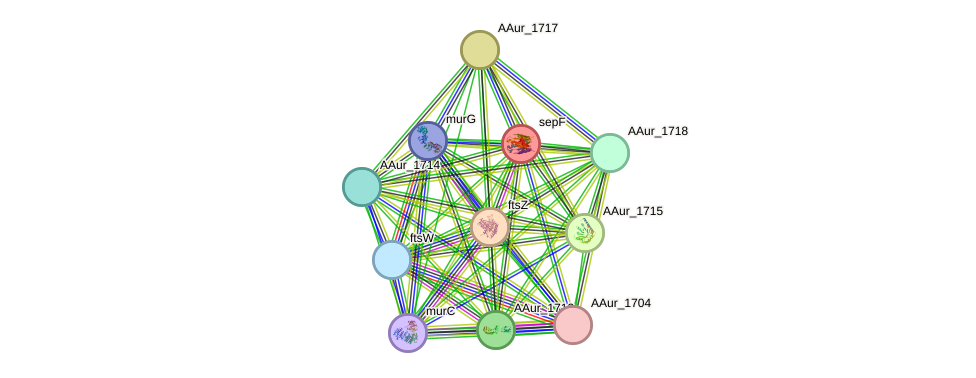 STRING protein interaction network