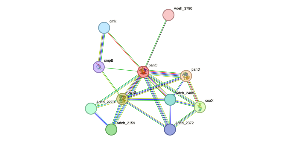 STRING protein interaction network