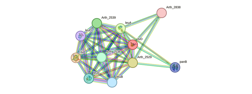 STRING protein interaction network