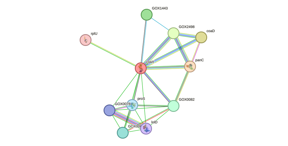 STRING protein interaction network