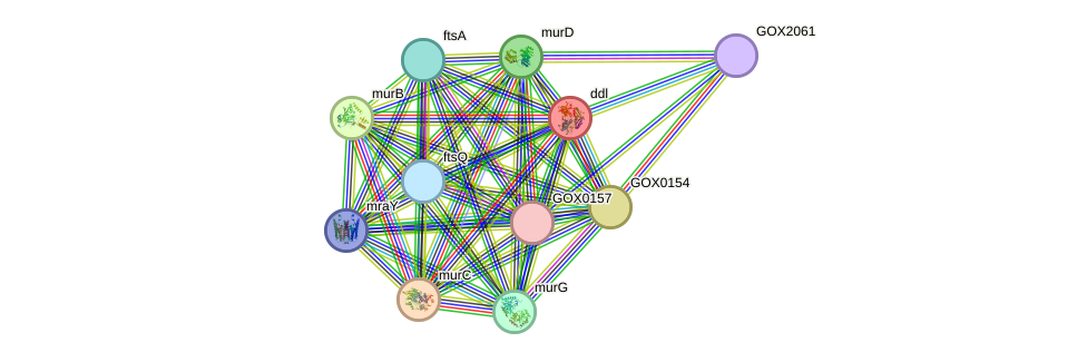 STRING protein interaction network