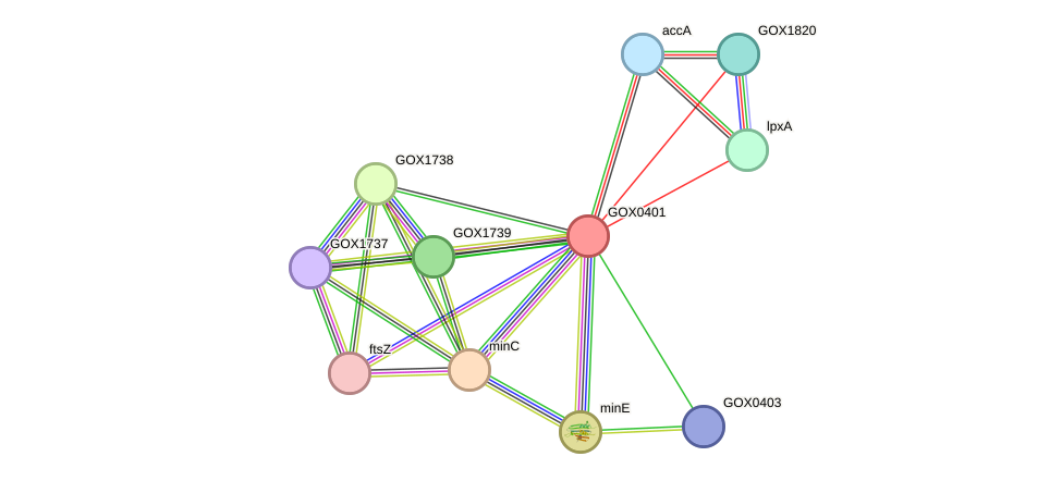 STRING protein interaction network