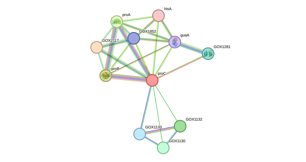 STRING protein interaction network