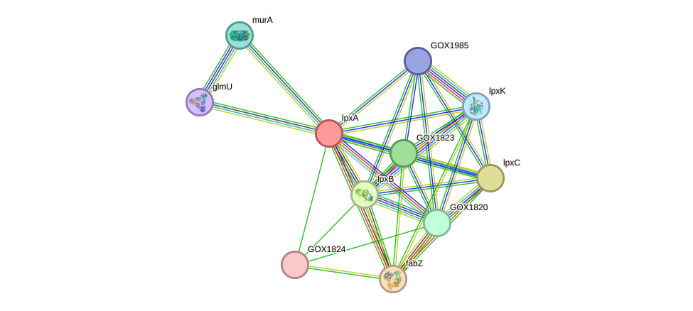 STRING protein interaction network