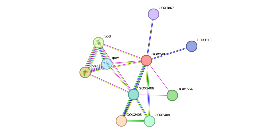 STRING protein interaction network