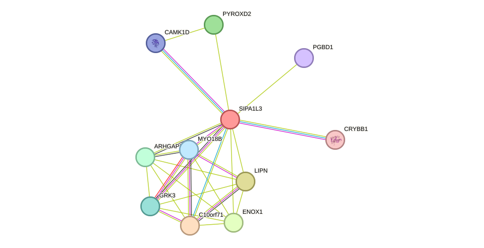 STRING protein interaction network