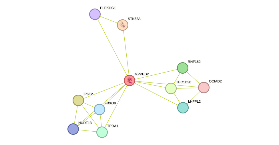 STRING protein interaction network