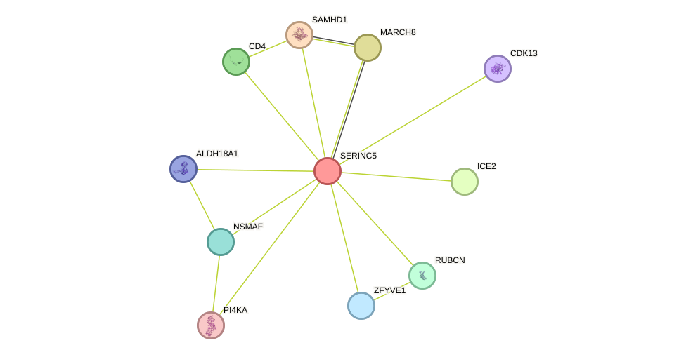 STRING protein interaction network