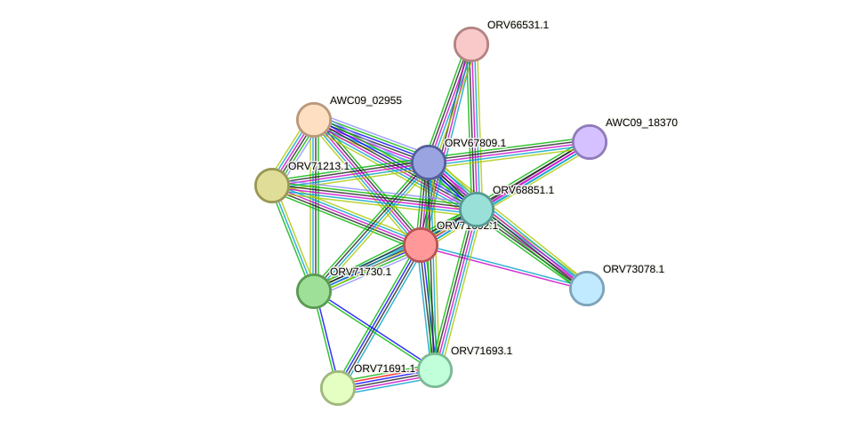 STRING protein interaction network