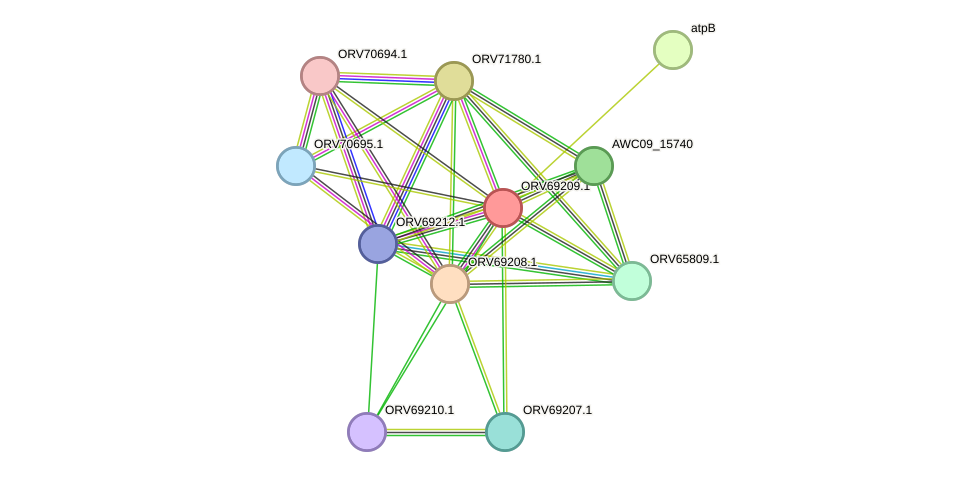 STRING protein interaction network