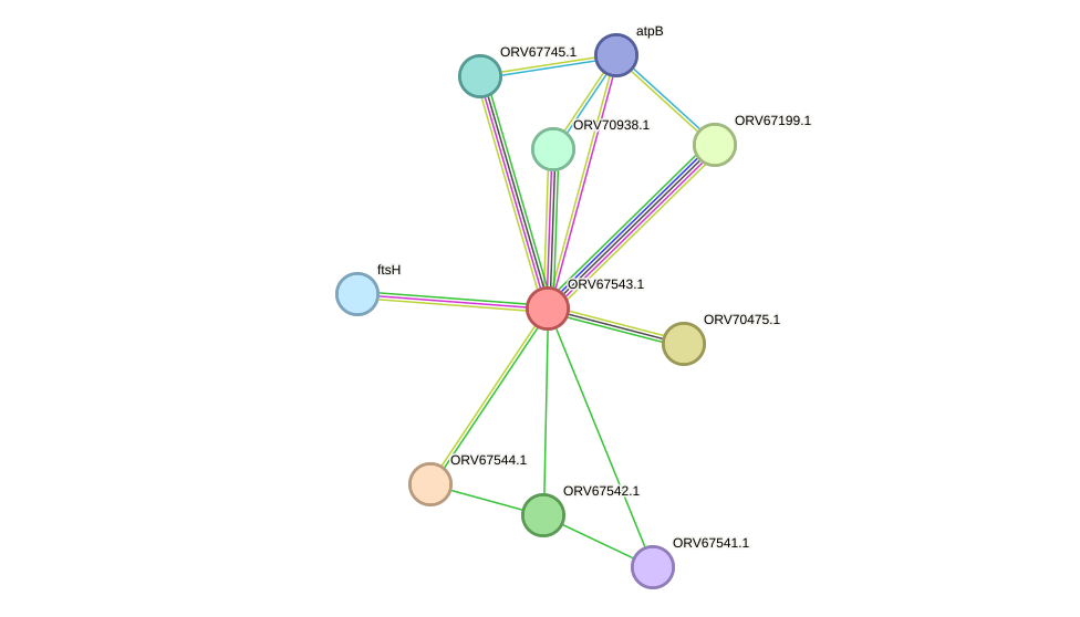 STRING protein interaction network