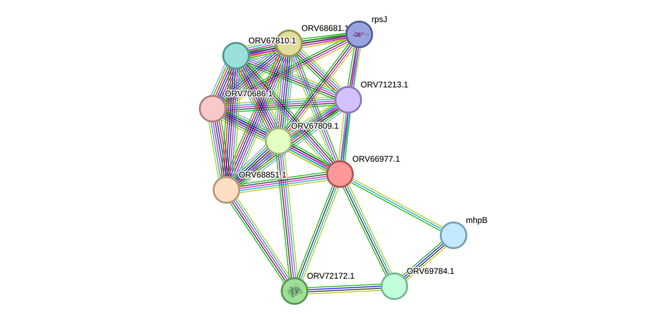 STRING protein interaction network