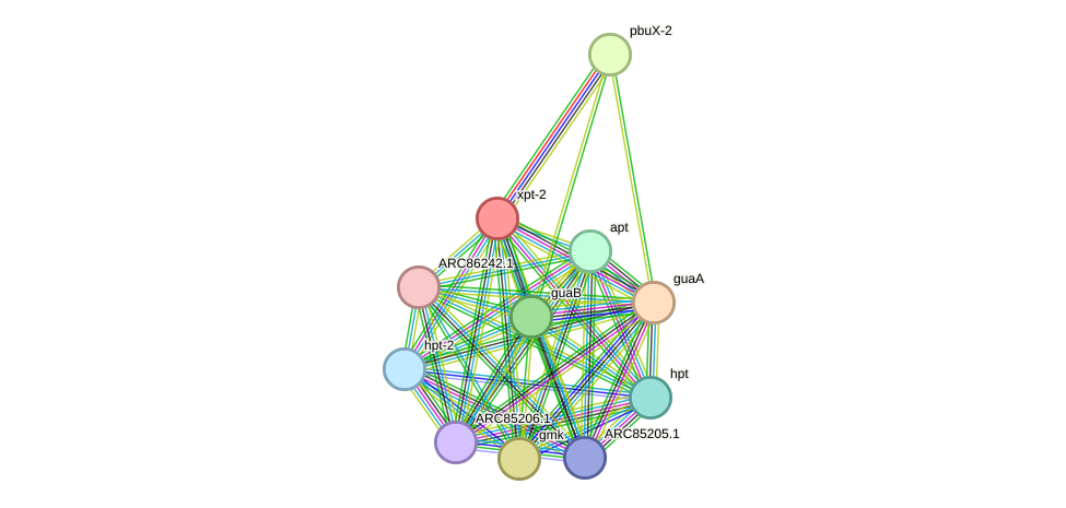 STRING protein interaction network