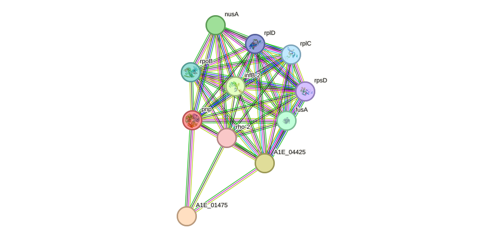 STRING protein interaction network