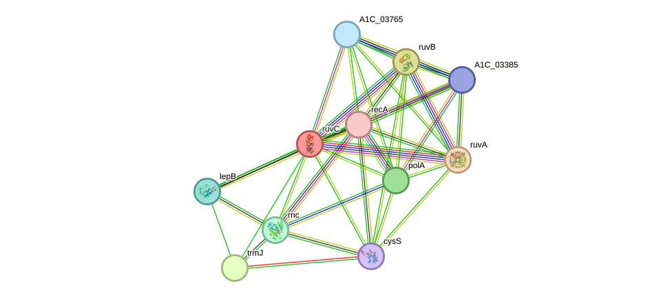 STRING protein interaction network