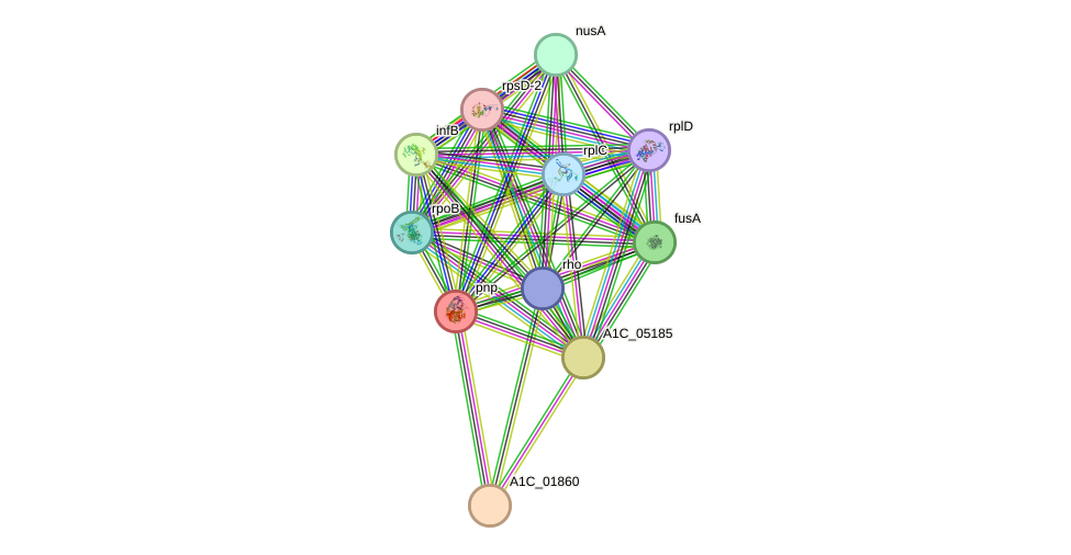 STRING protein interaction network