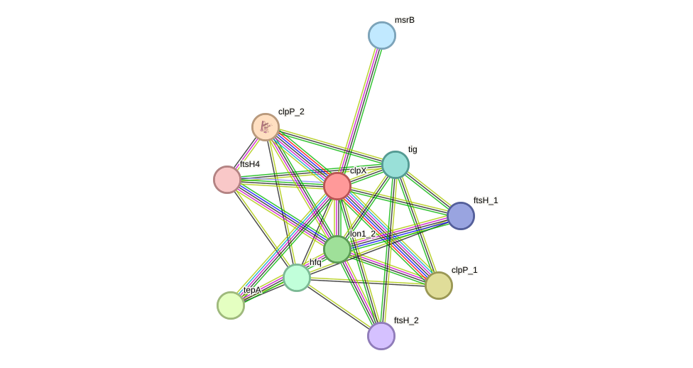 STRING protein interaction network
