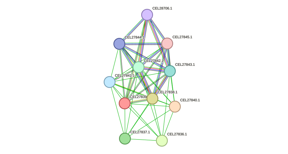 STRING protein interaction network